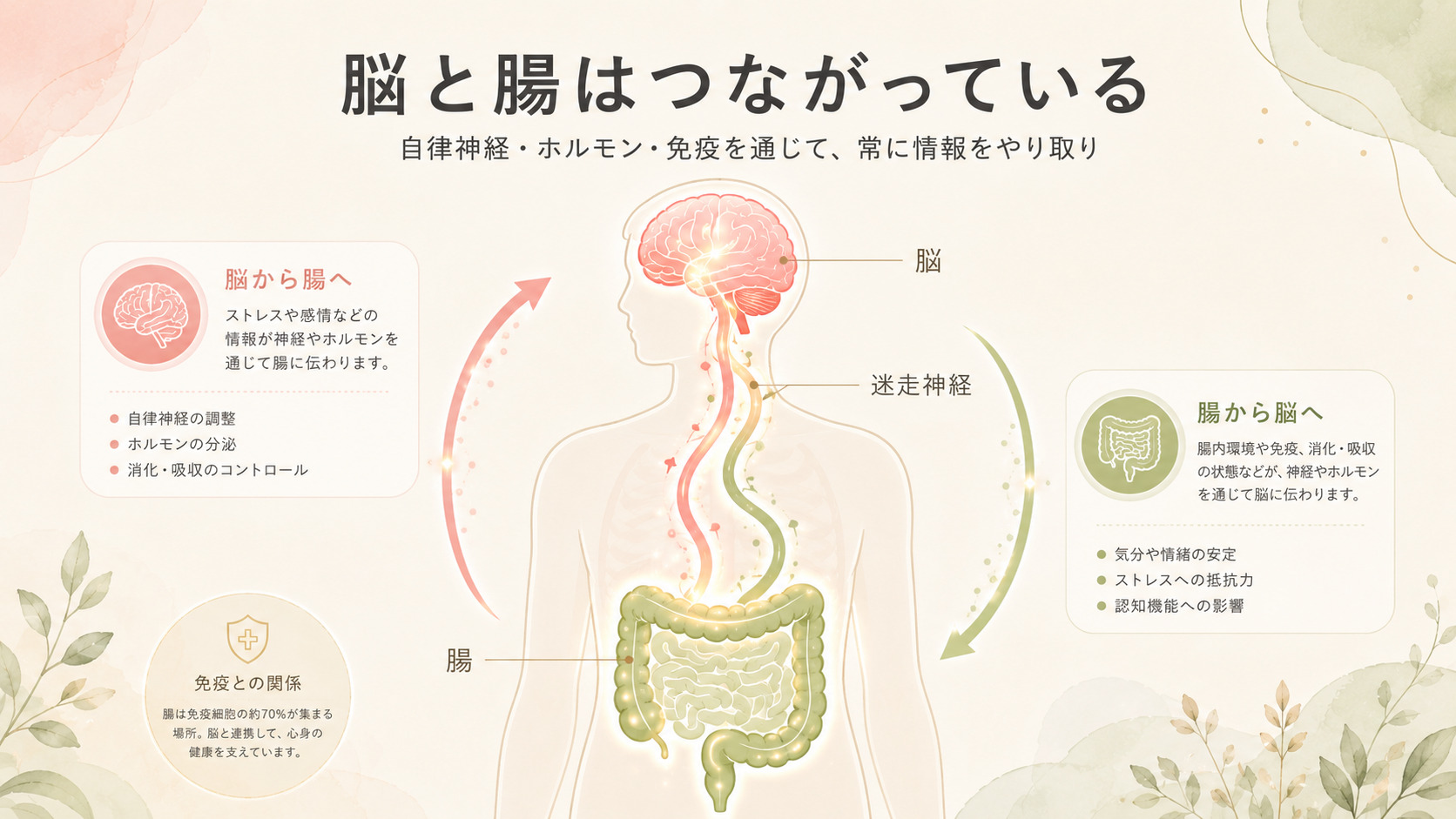 脳と腸はつながっている 脳腸相関の図解